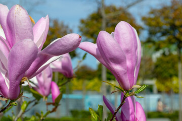 Close-Up of Pink Magnolia Blossoms in Spring Sunlight. selective focus.