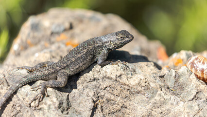 This native lizard blends seamlessly with its rocky coastal surroundings