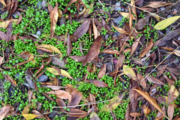 HOJAS OTOÑO CUBRESUELOS MURALLAS ENREDADERAS PASTO 