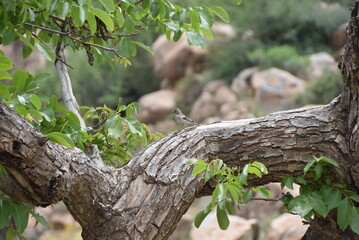 Petit oiseau perché sur une grosse branche d'arbre, camouflé entre les feuilles et les rochers en fond.
