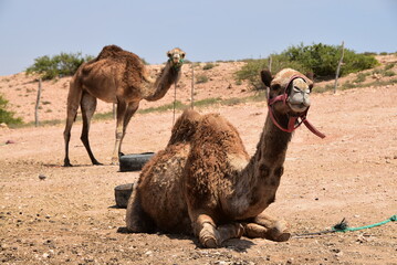Duo de dromadaires paisibles dans le désert d'Agafay, au Maroc.