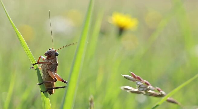 Cricket on Blade of Grass: A detailed macro shot of a vibrant cricket perched delicately on a blade of grass, showcasing intricate details of its form amid a soft, verdant field.