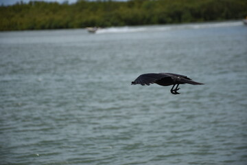 Naklejka premium Crow flying over Bakkhali River and landing on wooden post