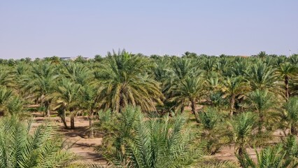 Fototapeta premium Date palm trees in oasis. Natural lush green palm hedge as background. Concept of urban greenery parkland landscaping in UAE