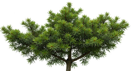 Obraz premium A close up view of a small green coniferous tree against a bright white background in the outdoors