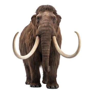 Woolly mammoth, or mammuthus primigenius, a hairy proboscidean from the pleistocene epoch, standing majestically on a transparent background, showcasing its impressive tusks and thick fur