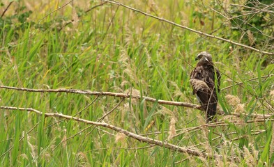 Western Marsh Harrier Resting in Wetland Habitat