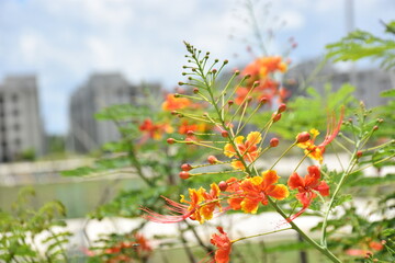 Vibrant Delonix regia flowers with fiery orange petals and green foliage