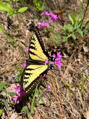 Yellow swallowtail butterfly on purple flower