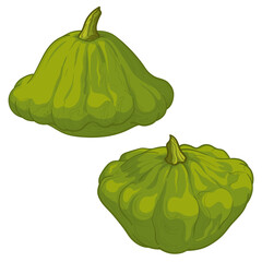 Vector illustration of pattypan squash. Two green pattypan squash on white background.