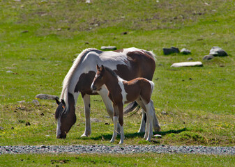 Russia. The South of Western Siberia, the Altai Mountains. An unusual-colored horse is peacefully...