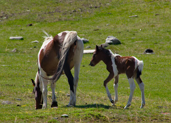 Russia. The South of Western Siberia, the Altai Mountains. An unusual-colored horse is peacefully grazing on the mountain slopes with its foal, which looks very much like its mother.