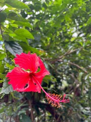 Red hibiscus flower in tropical Hawaii