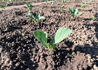 Cabbage seedlings growing in a field