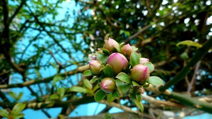 planta flor  ora pro nobis -  Pereskia grandifolia 