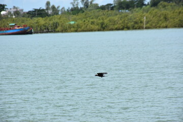 Obraz premium Crow flying over Bakkhali River