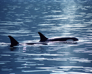 Fototapeta premium Orcas British Vancouver Island British Columbia