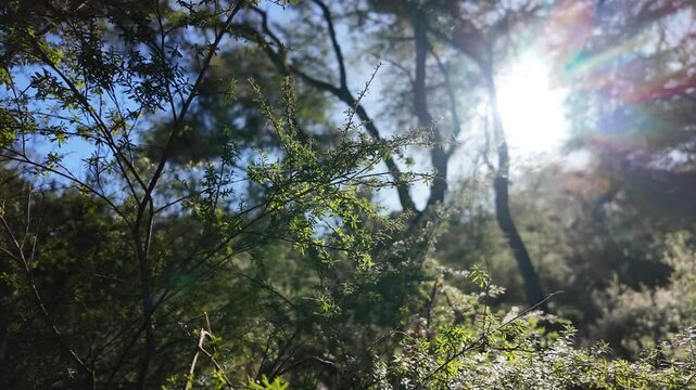 Sunlight filtering through trees in a peaceful forest. The video captures the dappled light dancing on the forest floor, creating a calm and serene atmosphere in 4K60p