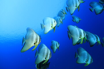 underwater paradise in the Maldives