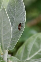 Heteroptera bugs resting on fuzzy Calotropis gigantea leaves in nature.
