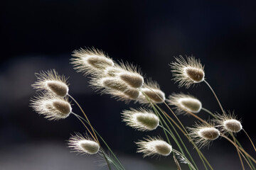 Hairy and fluffy wild plants