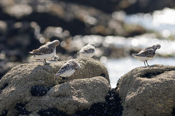 Sanderlings resting on the rocks