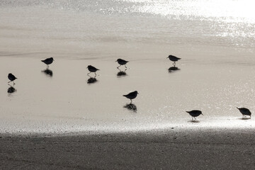 Backlit sanderlings running on the beach wet sand