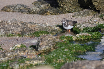 Small beautiful turnstone