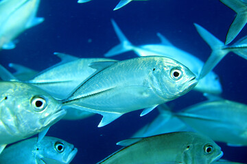 Fototapeta premium underwater paradise in the Maldives