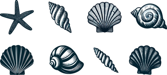 Seashells icons collection. Vintage sea elements set. Starfishes and seashells vector icons .Marine Shell illustration isolated. Scallop,conch shell , snail icon,corals.