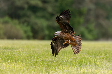 Kite in flight. Black kite, Milvus migrans, flying with widely spread wings. Hunting bird of prey. Black kite gliding over meadow, attacking prey. Raptor also known as firehawk. Wildlife nature.