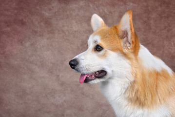 Studio portrait of beautiful Welsh Corgi Pembroke
