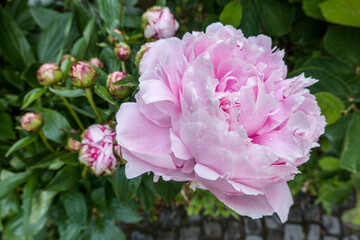 rosa Blüte einer Pfingsrose - Kultivar