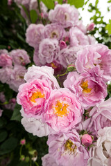 Fototapeta premium Blüten einer rosa farbenen Kletterrose