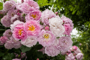 Blüten einer rosa farbenen Kletterrose