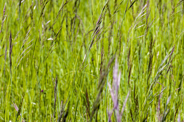 Wildwiese mit Aufrechter Trespe (Bromus erectus)