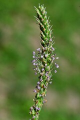 Fototapeta premium Plantain (Plantago asiatica) flowers. It grows on roadsides and blooms small pale purple flowers from spring to autumn. Young leaves are edible and have medicinal properties.