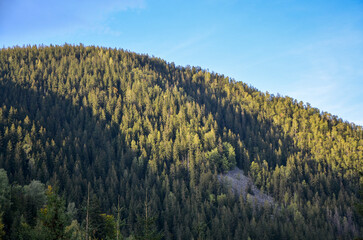 Majestic mountain covered with dense pine forest under vast blue sky, highlighted by a striking...