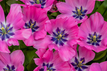 Pink tulips with a purple center create a bright and colorful floral arrangement symbolizing the beginning of spring, tulip variety Little Beauty, from Netherlands,