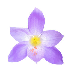 Purple crocus flower on white background. Vector illustration Not AI generated