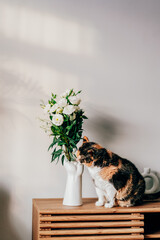 Multicolored cat pet sitting near vase made in shape of human hand on wooden console in sunset...