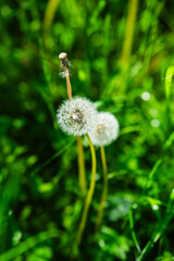 Natural dandelion plant photographed outdoors. Image suitable for illustrating botany, nature, or seasonal growth concepts.