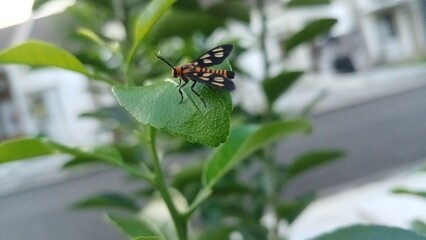 Macro photography or close up of Amata huebneri,commonly known as Hübner's Wasp Moth or Ngengat...