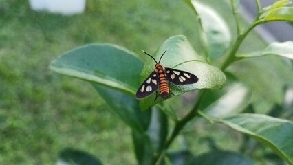 Macro photography or close up of Amata huebneri,commonly known as Hübner's Wasp Moth or Ngengat Tawon or Ngengat Harimau,is a species of moth in the family Erebidae (subfamily Arctiinaes-