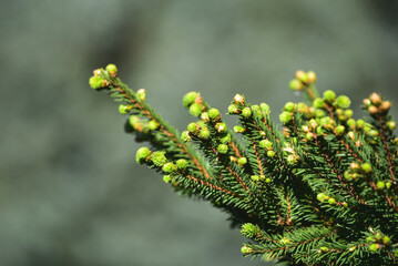 Close-up of young branches of the Picea orientalis L. Peterm on a grey background. Spring foliage of the evergreen Oriental spruce tree in the park