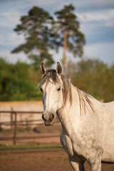 Portrait of a grey horse resting in a paddock in evening light. Close-up of a portrait of a grey horse looking at the camera