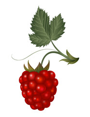 raspberry with leaf on white background