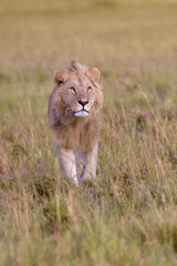 Golden Lion on the Hunt