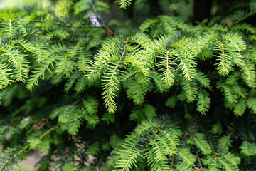 Fresh green twigs of red yew.
