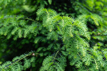 Fresh green twigs of red yew.
